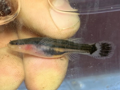Swampfish (Chologaster cornuta) — Amblyopsidae — 2