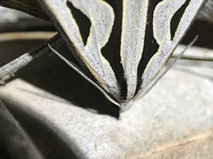 Dichromodes personalis