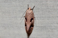 Acanthodela erythrosema