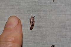 Acanthodela erythrosema