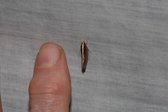 Archaereta dorsivittella