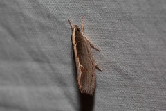 Archaereta dorsivittella