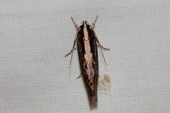 Archaereta dorsivittella