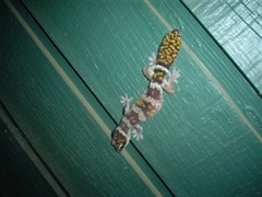 Oedura cincta