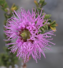Melaleuca micrantha