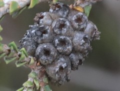 Melaleuca micrantha