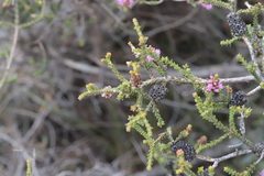 Melaleuca micrantha