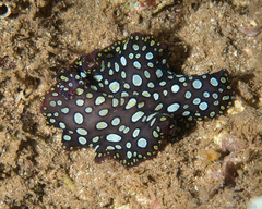 Pseudobiceros
