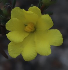 Hibbertia gracilipes