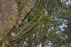 Dendrocoryne