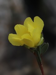 Hibbertia gracilipes