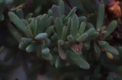 Hibbertia gracilipes