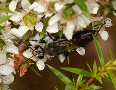 Sphex bilobatus