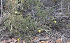Hibbertia gracilipes
