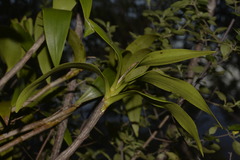 Dendrocoryne