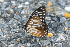 Graphium macareus