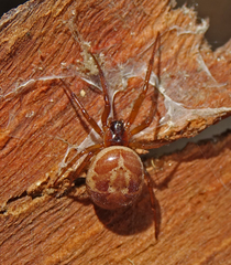 Steatoda nobilis