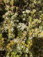 Cyathodes straminea