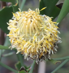 Isopogon trilobus