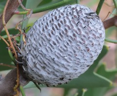 Isopogon trilobus