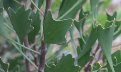 Isopogon trilobus
