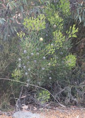 Isopogon trilobus