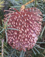 Banksia nutans
