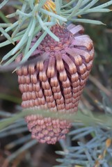 Banksia nutans
