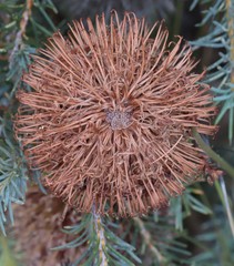 Banksia nutans
