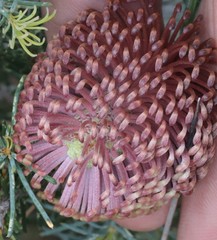 Banksia nutans