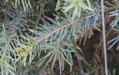 Banksia nutans