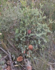 Banksia nutans
