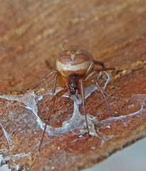 Steatoda nobilis