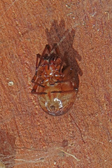 Steatoda nobilis