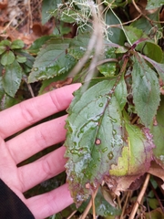Penstemon serrulatus