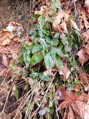 Penstemon serrulatus