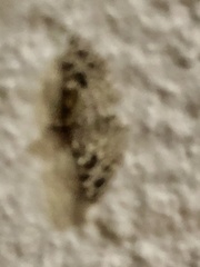 Alucita montana