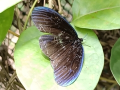 Pompelon marginata