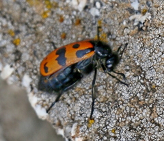 Hycleus solonicus