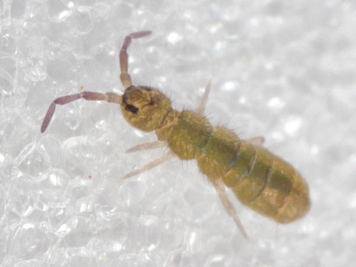 Isotomidae