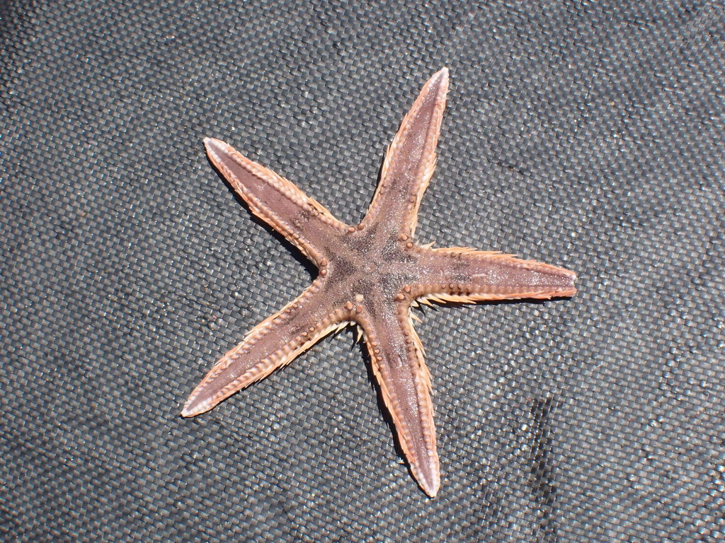 Brown-spotted Sand Star