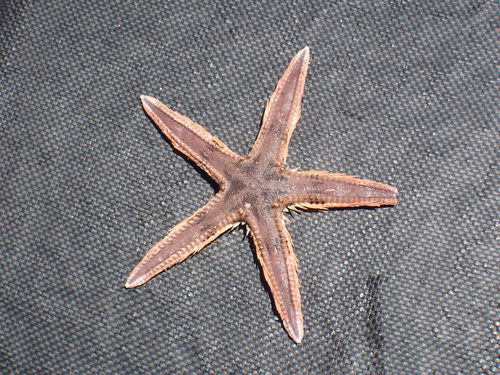Indo-Pacific Comb Star