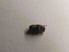 Leanobium flavomaculatum