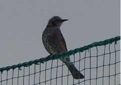 Hypsipetes amaurotis