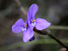 Patersonia occidentalis