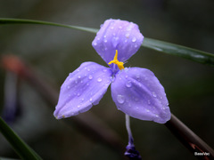 Patersonia occidentalis