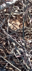 Crotalus atrox
