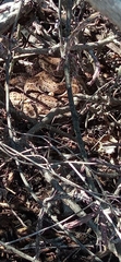 Crotalus atrox