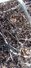 Crotalus atrox