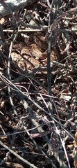 Crotalus atrox